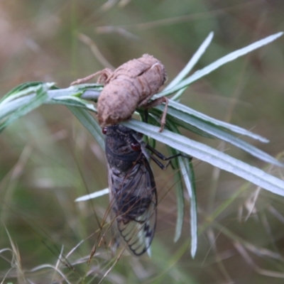 Psaltoda moerens (Redeye cicada) at Hughes, ACT - 23 Nov 2020 by LisaH