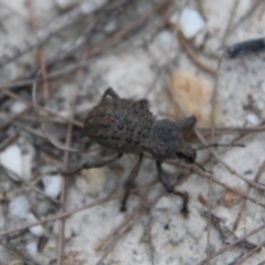 Unidentified Beetle (Coleoptera) at Moruya, NSW - 5 Dec 2020 by LisaH