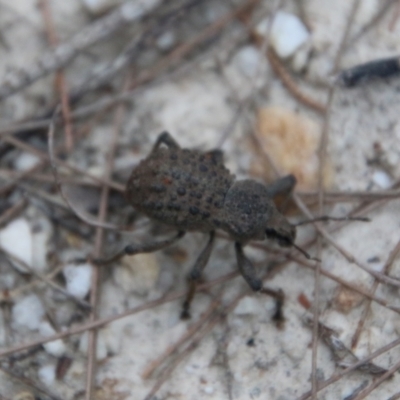 Unidentified Beetle (Coleoptera) at Moruya, NSW - 5 Dec 2020 by LisaH