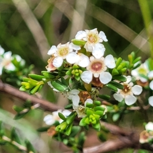 Baeckea utilis at South East Forest National Park - 18 Jan 2024