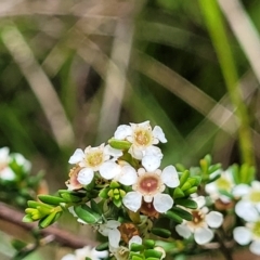 Baeckea utilis at South East Forest National Park - 18 Jan 2024