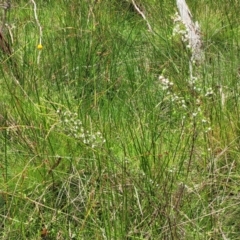 Baeckea utilis at South East Forest National Park - 18 Jan 2024