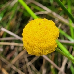 Craspedia sp. (Billy Buttons) at South East Forest National Park - 18 Jan 2024 by trevorpreston