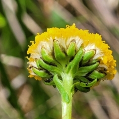 Craspedia sp. at South East Forest National Park - suppressed