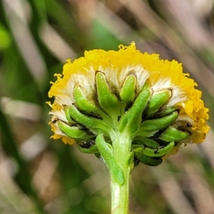 Craspedia sp. at South East Forest National Park - 18 Jan 2024