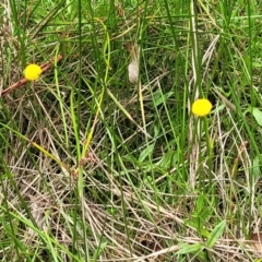 Craspedia sp. at South East Forest National Park - 18 Jan 2024