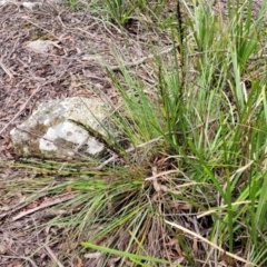 Gahnia subaequiglumis (Bog Saw-sedge) at South East Forest National Park - 18 Jan 2024 by trevorpreston