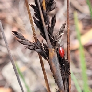 Gahnia subaequiglumis at South East Forest National Park - 18 Jan 2024