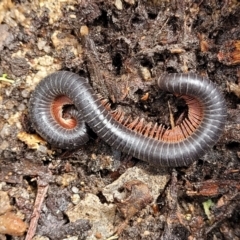 Diplopoda sp. (class) (Unidentified millipede) at South East Forest National Park - 18 Jan 2024 by trevorpreston