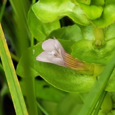 Gratiola peruviana (Australian Brooklime) at Nunnock Swamp - 18 Jan 2024 by trevorpreston