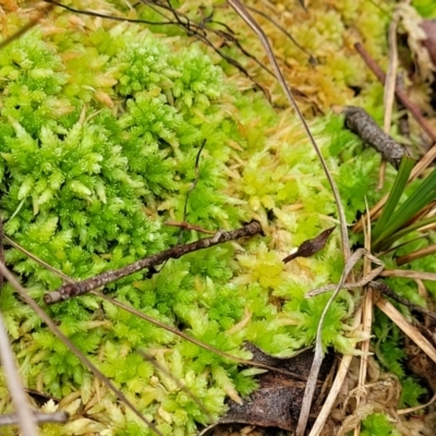 Sphagnum sp. (genus) (Sphagnum moss) at South East Forest National Park - 18 Jan 2024 by trevorpreston