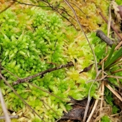 Sphagnum sp. (genus) (Sphagnum moss) at South East Forest National Park - 18 Jan 2024 by trevorpreston