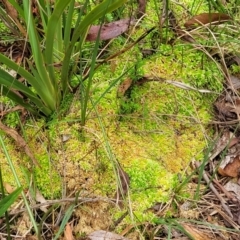 Sphagnum sp. (genus) at South East Forest National Park - 18 Jan 2024 01:46 PM