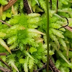 Sphagnum sp. (genus) at South East Forest National Park - 18 Jan 2024 01:46 PM