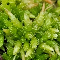 Sphagnum sp. (genus) at South East Forest National Park - 18 Jan 2024