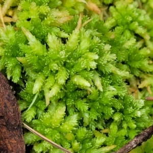 Sphagnum sp. (genus) at South East Forest National Park - 18 Jan 2024 01:46 PM