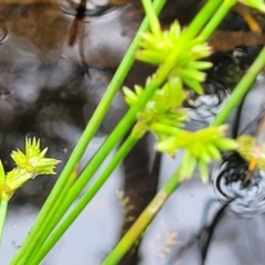 Juncus fockei at South East Forest National Park - 18 Jan 2024 01:46 PM