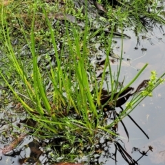 Juncus fockei at South East Forest National Park - 18 Jan 2024 01:46 PM