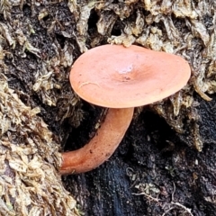 Lactarius eucalypti (Lactarius eucalypti) at Nunnock Swamp - 18 Jan 2024 by trevorpreston