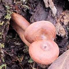 Lactarius eucalypti at South East Forest National Park - 18 Jan 2024