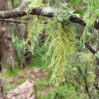 Usnea sp. (genus) (Bearded lichen) at South East Forest National Park - 18 Jan 2024 by trevorpreston