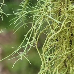 Usnea sp. (genus) at South East Forest National Park - 18 Jan 2024 01:44 PM