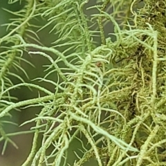 Usnea sp. (genus) at South East Forest National Park - 18 Jan 2024 01:44 PM