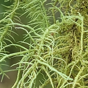 Usnea sp. (genus) at South East Forest National Park - 18 Jan 2024