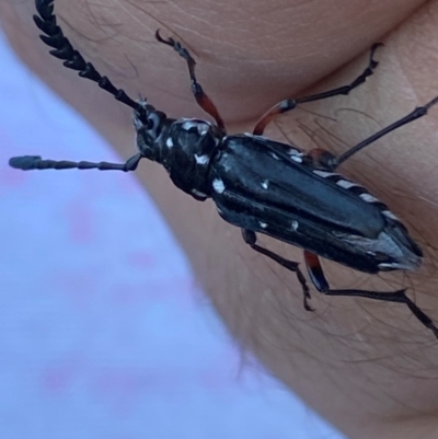 Distichocera thomsonella (A longhorn beetle) at Lower Molonglo - 18 Jan 2024 by SteveBorkowskis
