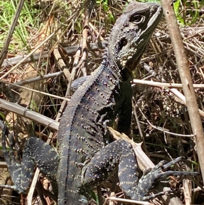 Intellagama lesueurii howittii (Gippsland Water Dragon) at Molonglo River Reserve - 18 Jan 2024 by SteveBorkowskis