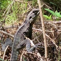 Intellagama lesueurii howittii at Molonglo River Reserve - 18 Jan 2024