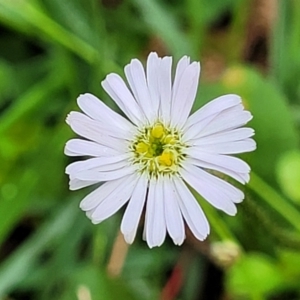 Lagenophora stipitata at South East Forest National Park - 18 Jan 2024