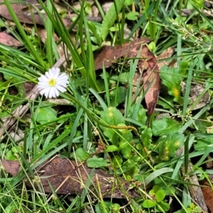 Lagenophora stipitata at South East Forest National Park - 18 Jan 2024