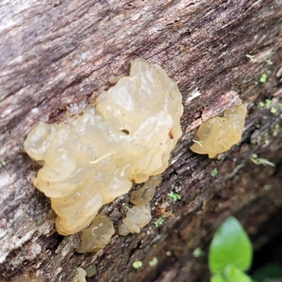 Tremella sp. (Tremella) at South East Forest National Park - 18 Jan 2024 by trevorpreston