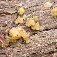 Tremella sp. at South East Forest National Park - 18 Jan 2024 01:43 PM