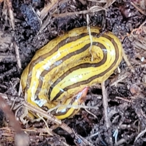 Artioposthia howitti at South East Forest National Park - 18 Jan 2024