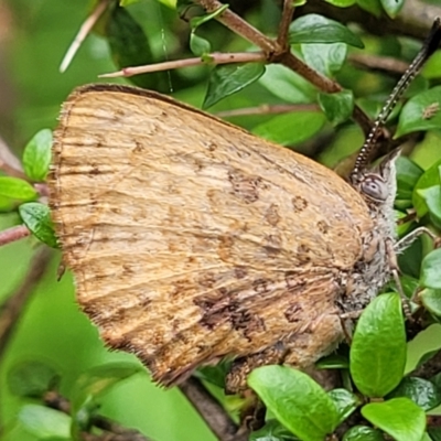 Paralucia aurifera (Bright Copper) at Glen Allen, NSW - 18 Jan 2024 by trevorpreston