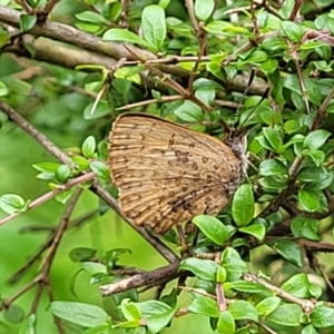 Paralucia aurifera at South East Forest National Park - 18 Jan 2024