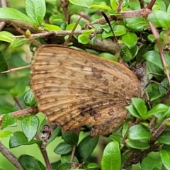 Paralucia aurifera at South East Forest National Park - 18 Jan 2024