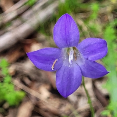 Wahlenbergia stricta subsp. stricta (Tall Bluebell) at South East Forest National Park - 18 Jan 2024 by trevorpreston