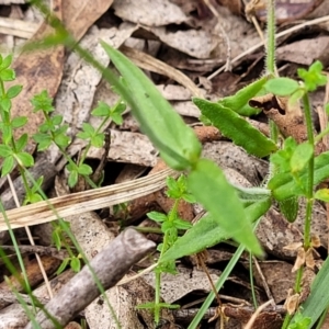 Wahlenbergia stricta subsp. stricta at South East Forest National Park - 18 Jan 2024