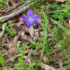 Wahlenbergia stricta subsp. stricta at South East Forest National Park - 18 Jan 2024 01:39 PM