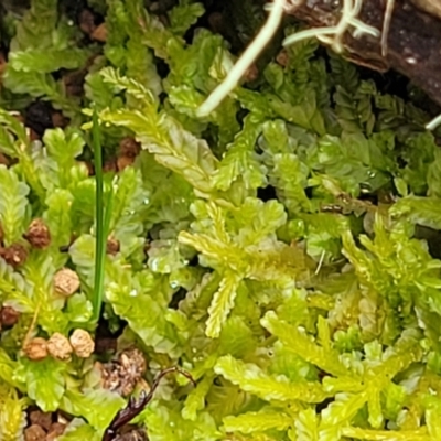 Unidentified Moss, Liverwort or Hornwort at South East Forest National Park - 18 Jan 2024 by trevorpreston