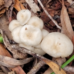 Unidentified Cap on a stem; gills below cap [mushrooms or mushroom-like] at South East Forest National Park - 18 Jan 2024 by trevorpreston