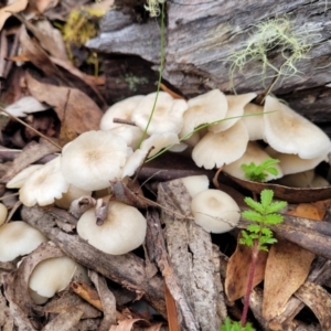 zz agaric (stem; gills white/cream) at South East Forest National Park - 18 Jan 2024