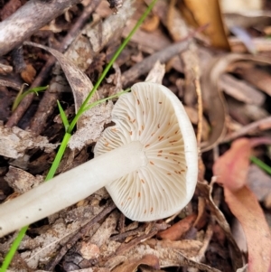 zz agaric (stem; gills white/cream) at South East Forest National Park - 18 Jan 2024