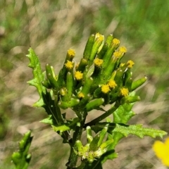 Senecio biserratus (Jagged Fireweed) at Nunnock Swamp - 18 Jan 2024 by trevorpreston