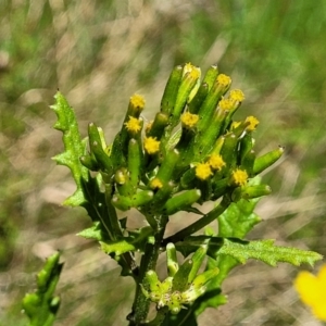 Senecio biserratus at Nunnock Swamp - 18 Jan 2024 01:32 PM