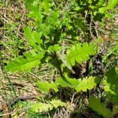 Senecio biserratus at Nunnock Swamp - 18 Jan 2024