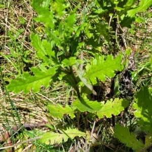 Senecio biserratus at Nunnock Swamp - 18 Jan 2024